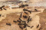 Barefoot Mosquito & Pest Control photo 8
