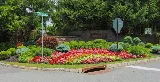 Decarlo Landscape Design & Maintenance photo 4