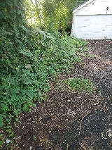 United landscaping cleaning management services photo 4