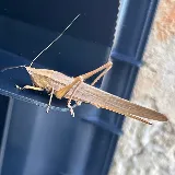 Dane's Pest Control photo 8