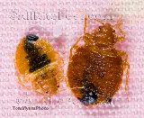 All-Rite Pest Control photo 4