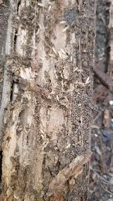 Mug-A-Bug Pest & Termite Control photo 7