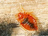All-Rite Pest Control photo 7