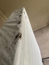 RainCity Pest Control photo 2