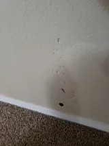 Preventive Pest Control - Albuquerque photo 8