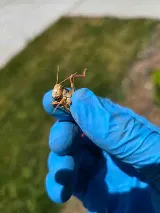 Bulwark Exterminating photo 5
