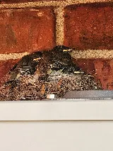 Flatline Pest Control photo 8