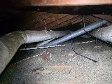 Haven Pest Solutions photo 6