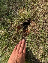 Romex Pest Control photo 2