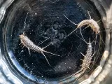 All-American Pest Control photo 4