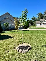 Moses Landscaping photo 7