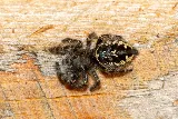 Technica Pest Solutions Calgary photo 3