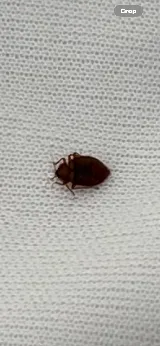 DJ's Pest Control photo 2