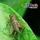 Uni-Tech Pest Control photo 6