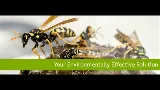 Green Valley Pest Control photo 2