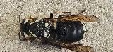 Happy Hive Pest Management photo 5