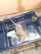 Ok Pest Control photo 7