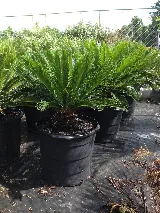 Southern Scapes Landscaping & Garden Center photo 7