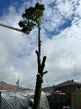 Eagle Tree & Landscaping Services