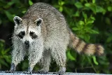 A2Z Pest Control photo 5