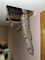 Charlottesville Animal Exterminator photo 7
