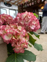 Trevisanutto's Greenhouses & Landscape Design photo 6