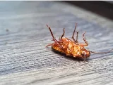 The Bugman Pest Control Services photo 5
