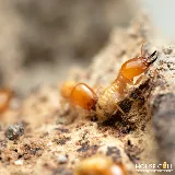 House Call Pest Control photo 2