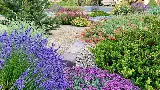 Green Lizard Landscape LLC