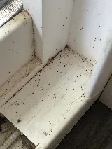 Bug Bully Pest Control photo 8