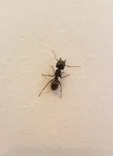 Amiral Extermination Montreal photo 2
