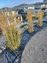 Lakeview Landscaping Inc. photo 5