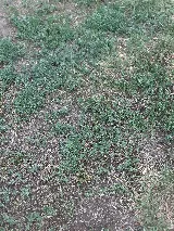 Nitro Green Professional Lawn & Tree Care photo 7