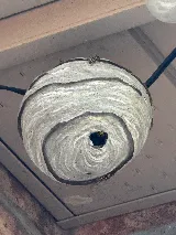 B.B.P.P | Mice Control Service photo 4