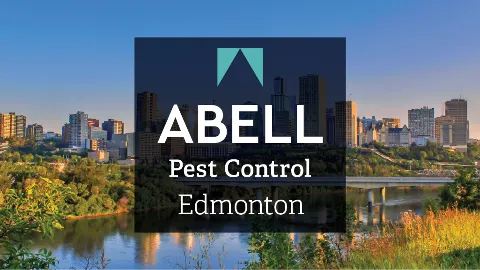Abell Pest Control photo 1