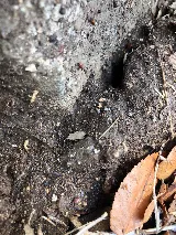 Absolute Pest Management photo 6