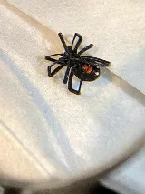 Alpine Pest Management photo 4