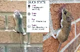 Maximum Pest Control Services photo 8