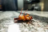 Pointe Pest Control photo 6