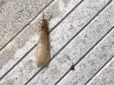Bug State Pest Control Inc photo 2