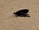 Bite Away Termite and Pest Control Inc photo 5