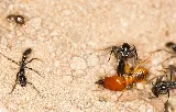 Hi Tech Termite Control photo 3