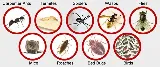 Ron's All Seasons Pest Control