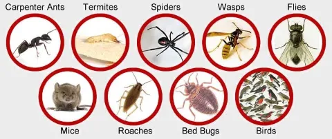 Ron's All Seasons Pest Control photo 1