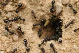 Brilliex Pest Control photo 6