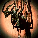 Kreshco Pest Control photo 4