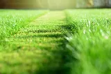 Good N' Green photo 4
