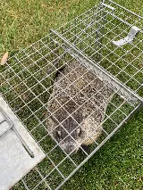 All Seasons Pest Control Inc. photo 5