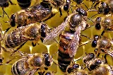 ABC Insect Control photo 2