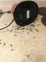 Pestend Pest Control Mississauga photo 7